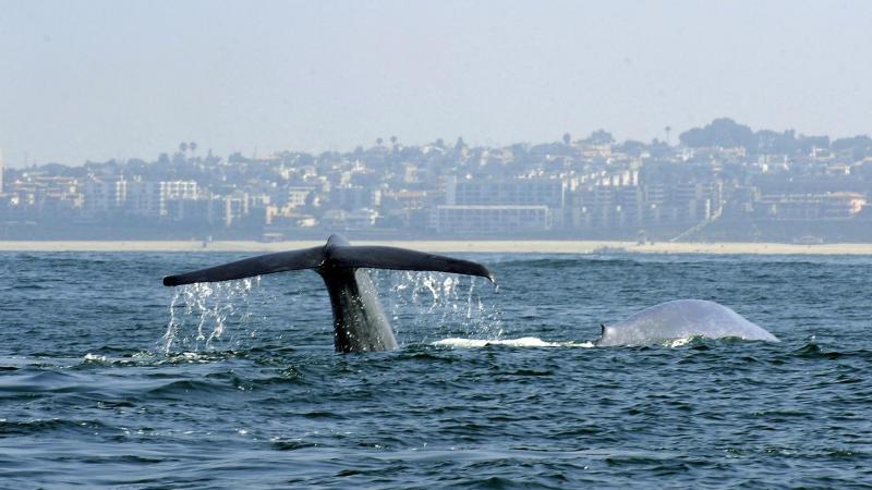 A diving whale off the coast of Southern California near the Los Angeles suburb of Palos Verdes in 2010. A diving whale off the coast of Southern California near the Los Angeles suburb of Palos Verdes in 2010.