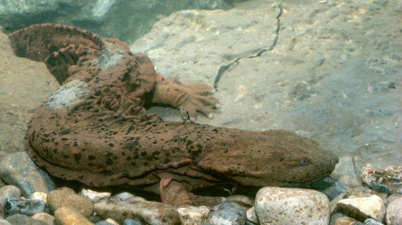 Biologists normally look for the hellbender slamander, which is known by the nickname "snot otter," under rocks in streams. But now there's a gentler way: They can take water samples and look for traces of the animals' DNA. Biologists normally look for the hellbender slamander, which is known by the nickname "snot otter," under rocks in streams. But now there's a gentler way: They can take water samples and look for traces of the animals' DNA.