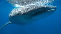 A whale shark dives near the surface in waters off the coast of Mexico. A whale shark dives near the surface in waters off the coast of Mexico.