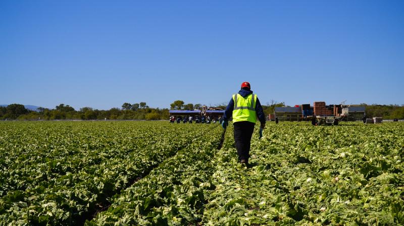 American farms like this iceberg lettuce field owned by Duda Farm Fresh Foods outside Salinas, Calif., are facing a dwindling supply of farmworkers from rural Mexico. American farms like this iceberg lettuce field owned by Duda Farm Fresh Foods outside Salinas, Calif., are facing a dwindling supply of farmworkers from rural Mexico.