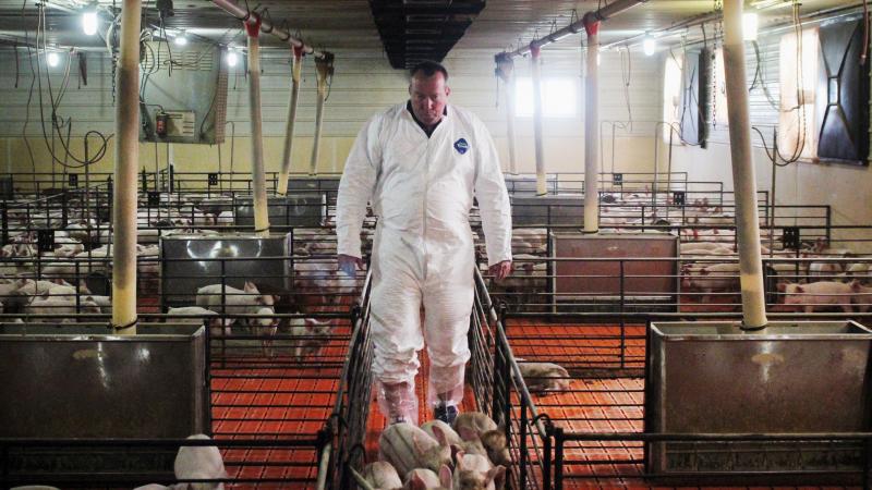 Craig Rowles raises pigs near Carroll, Iowa. The piglets will enter and leave this room as a group. Craig Rowles raises pigs near Carroll, Iowa. The piglets will enter and leave this room as a group.