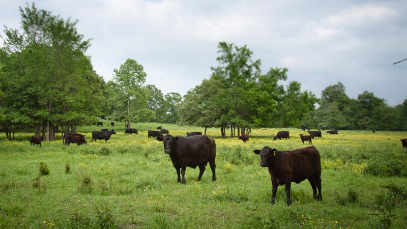 Patricia Whisnant, who runs Rain Crow Ranch in Doniphan, Mo., says her grass-fed beef can compete with the Australian product because it has a better story American consumers can connect with. Patricia Whisnant, who runs Rain Crow Ranch in Doniphan, Mo., says her grass-fed beef can compete with the Australian product because it has a better story American consumers can connect with.