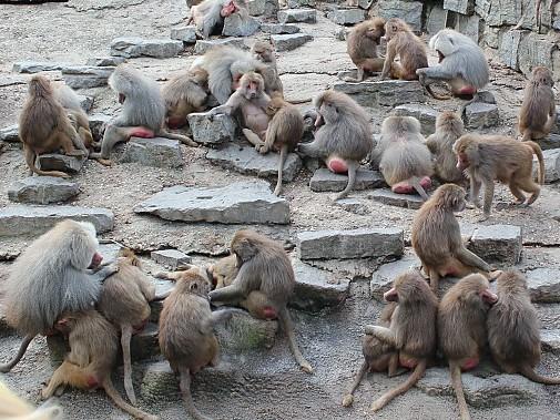 The Emmen Zoo's baboons last week, when they were looking so sad. The Emmen Zoo's baboons last week, when they were looking so sad.