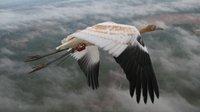 This young whooping crane is on its first fall migration, guided by an Operation Migration ultralight aircraft. Each whooper in this population wears an identification band, and many carry tracking devices that record their movements in detail. This young whooping crane is on its first fall migration, guided by an Operation Migration ultralight aircraft. Each whooper in this population wears an identification band, and many carry tracking devices that record their movements in detail.