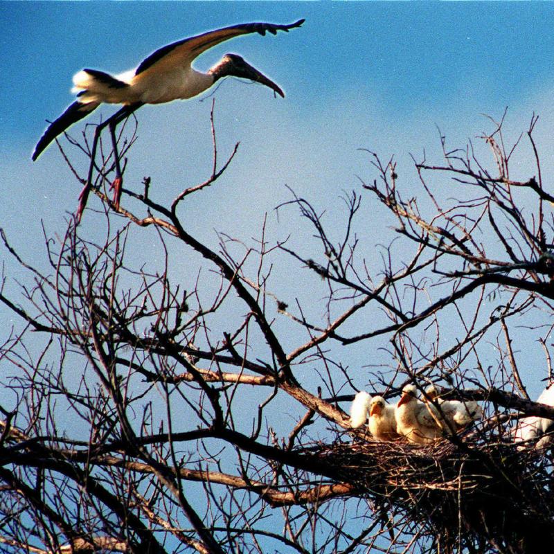A wood stork soars over its nest in Corkscrew Swamp Sanctuary near Fort Myers, Fla., in 2008, as baby wood storks wait in their nest for an adult to bring food. A wood stork soars over its nest in Corkscrew Swamp Sanctuary near Fort Myers, Fla., in 2008, as baby wood storks wait in their nest for an adult to bring food.