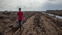 This peat soil in Sumatra, Indonesia, was formerly a forest. Clearing and draining such land releases huge amounts of greenhouse gases. This peat soil in Sumatra, Indonesia, was formerly a forest. Clearing and draining such land releases huge amounts of greenhouse gases.