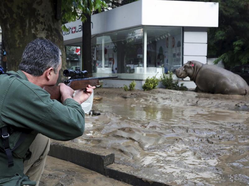 A man shoots a tranquilizer dart to put a hippopotamus to sleep at a flooded street in Tbilisi, Georgia, on Sunday. At least eight people died and several are missing as a result of heavy rainfall and floods overnight in the Georgian capital. A man shoots a tranquilizer dart to put a hippopotamus to sleep at a flooded street in Tbilisi, Georgia, on Sunday. At least eight people died and several are missing as a result of heavy rainfall and floods overnight in the Georgian capital.