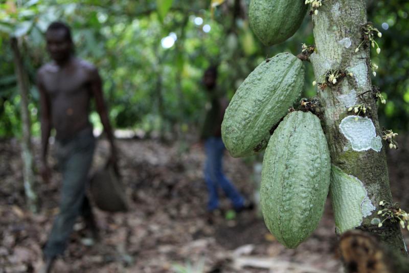 Farmer Issiaka Ouedraogo walks past cocoa pods growing on a tree, on a cocoa farm outside the village of Fangolo, near Duekoue, Ivory Coast in May 2011. Farmer Issiaka Ouedraogo walks past cocoa pods growing on a tree, on a cocoa farm outside the village of Fangolo, near Duekoue, Ivory Coast in May 2011.