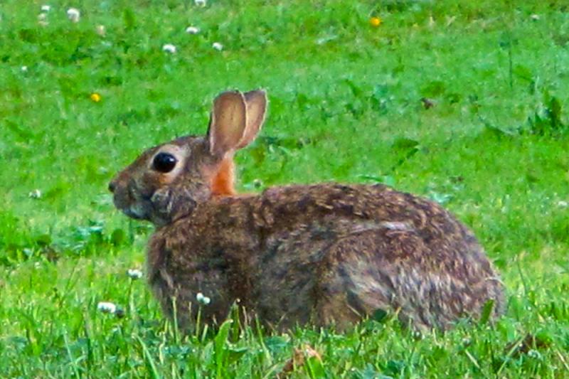 This rabbit wasn't the one killed in Denmark. This rabbit wasn't the one killed in Denmark.