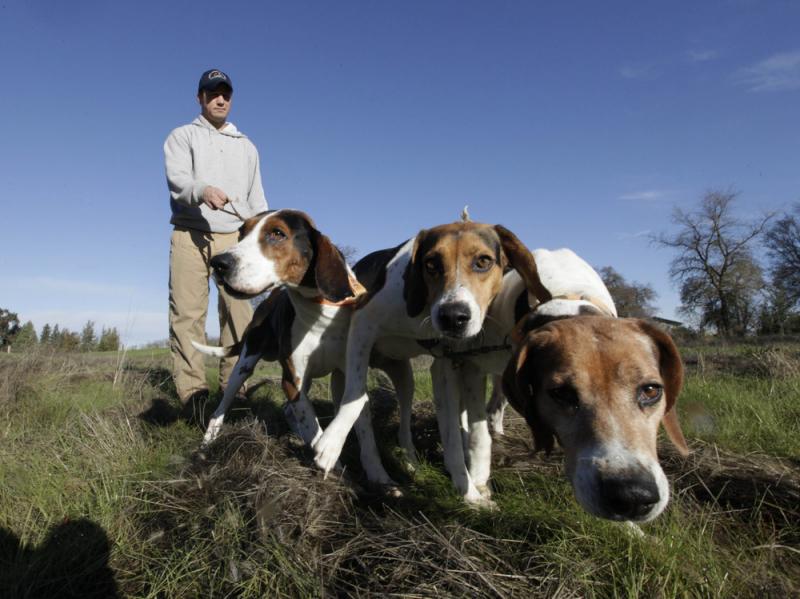 Josh Brones walks his hunting dogs, Dollar (from left), Sequoia and Tanner, near his home in Wilton, Calif., in 2012. Josh Brones walks his hunting dogs, Dollar (from left), Sequoia and Tanner, near his home in Wilton, Calif., in 2012.