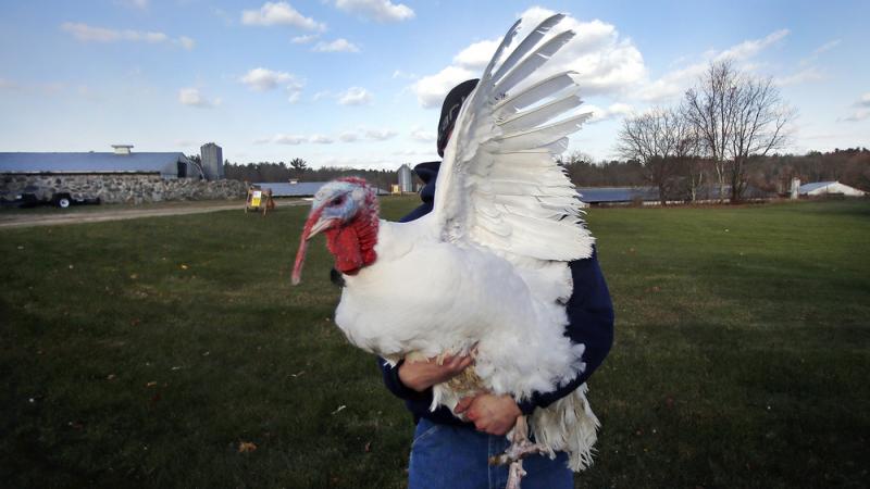 A 40-pound tom turkey flaps his wing as Chris Conley carries him to a pen at Raymond's Turkey Farm in Methuen, Mass., on Friday. The farm raises approximately 20,000 broad-breasted white turkeys per year. A 40-pound tom turkey flaps his wing as Chris Conley carries him to a pen at Raymond's Turkey Farm in Methuen, Mass., on Friday. The farm raises approximately 20,000 broad-breasted white turkeys per year.