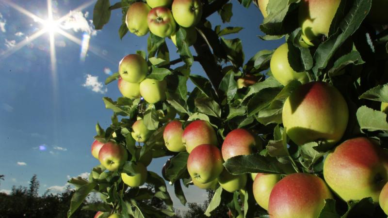 Apples were beginning to ripen Aug. 26 on trees at Carter Hill Orchard in Concord, N.H. Apples were beginning to ripen Aug. 26 on trees at Carter Hill Orchard in Concord, N.H.
