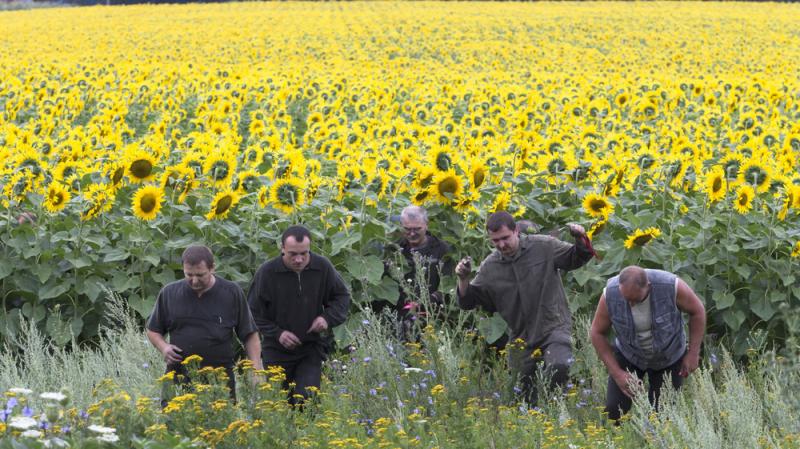 Ukrainian coal miners search the crash site of the Malaysia Airlines plane near the eastern village of Rozsypne. The area is under the control of pro-Russian separatists who are fighting the Ukrainian government. Ukrainian coal miners search the crash site of the Malaysia Airlines plane near the eastern village of Rozsypne. The area is under the control of pro-Russian separatists who are fighting the Ukrainian government.