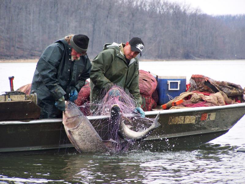 Commercial fisherman Ronnie Hopkins (left) and his assistant, Armondo, catch Asian carp on Lake Barkley, Ky. Commercial fisherman Ronnie Hopkins (left) and his assistant, Armondo, catch Asian carp on Lake Barkley, Ky.