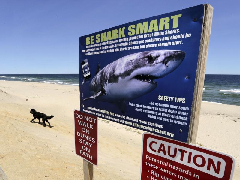 A sign at Newcomb Hollow Beach in Wellfleet, Mass., warns of sharks in 2019. Beachgoers on the other side of the world will be happy to learn they will not be attacked by sharks ... just bitten. A sign at Newcomb Hollow Beach in Wellfleet, Mass., warns of sharks in 2019. Beachgoers on the other side of the world will be happy to learn they will not be attacked by sharks ... just bitten.