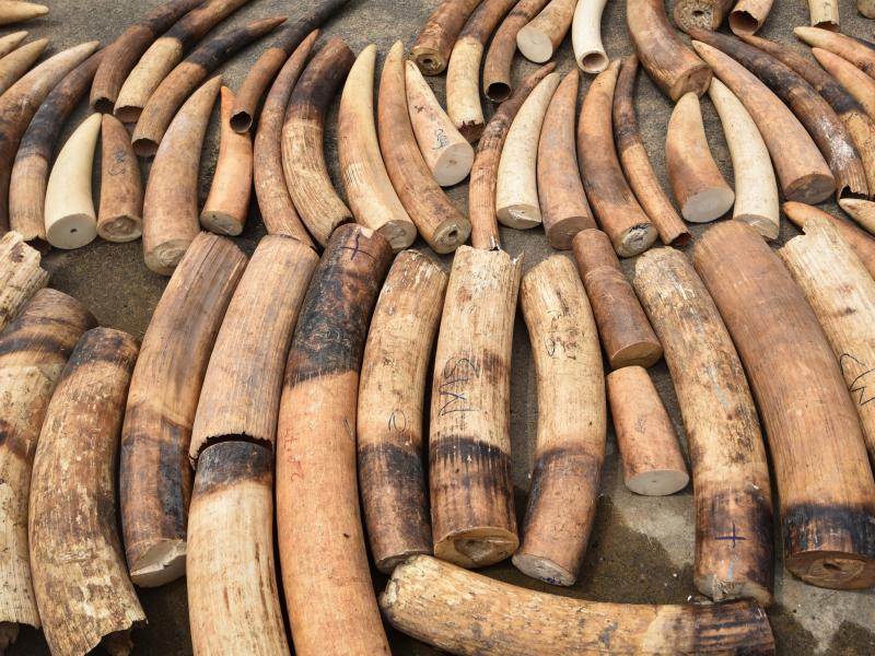 The companies have formed a coalition to try to stop traffickers from trading in endangered species and items from wildlife such as ivory. The companies have formed a coalition to try to stop traffickers from trading in endangered species and items from wildlife such as ivory.