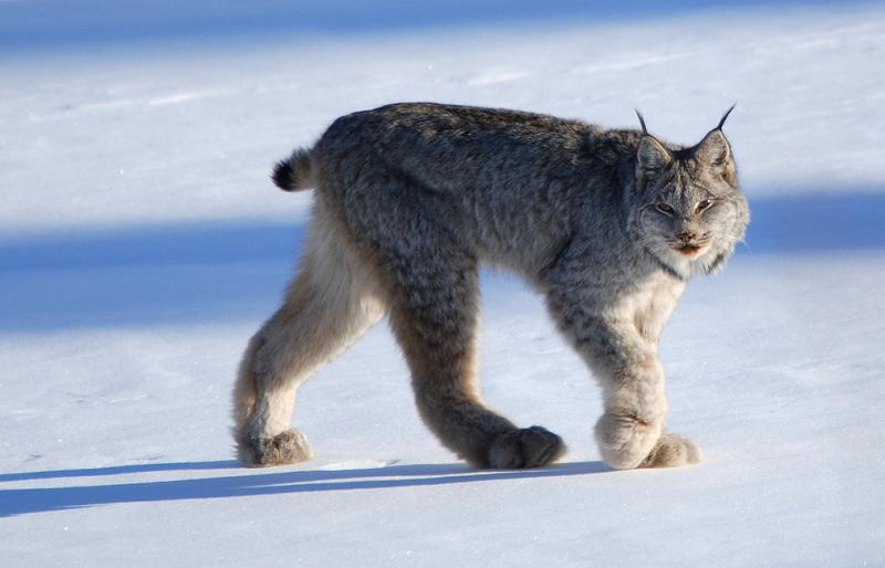The newly sequenced Canada lynx genome has already offered hints of how the North American wildcat might adapt — or not — to climate change, researchers say. The newly sequenced Canada lynx genome has already offered hints of how the North American wildcat might adapt — or not — to climate change, researchers say.