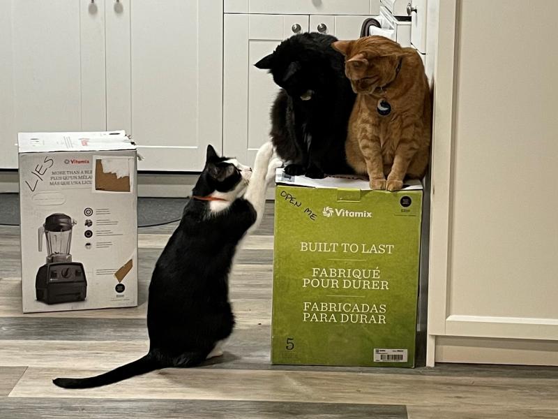 Jessica Gerson-Neeves and her wife have been mired in a standoff for weeks with their three cats over a Vitamix blender. Jessica Gerson-Neeves and her wife have been mired in a standoff for weeks with their three cats over a Vitamix blender.