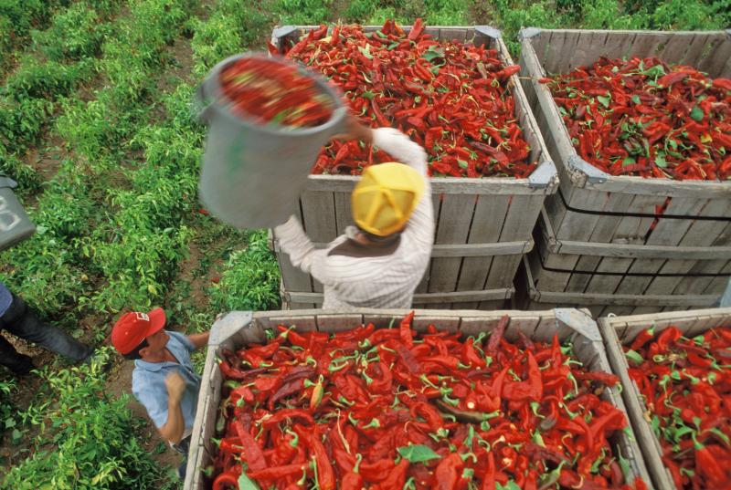 The California Pepper Commission says mechanical harvesters to pick hot and bell peppers could help solve labor shortage problems. The California Pepper Commission says mechanical harvesters to pick hot and bell peppers could help solve labor shortage problems.