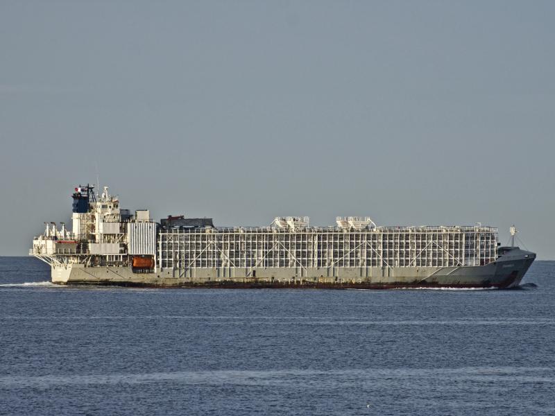 The Gulf Livestock 1 cargo vessel sails through Port Phillip heading into Bass Strait in Australia in April 2019. Japanese rescuers were searching Thursday for the livestock ship carrying more than 40 crew members and thousands of animals. The Gulf Livestock 1 cargo vessel sails through Port Phillip heading into Bass Strait in Australia in April 2019. Japanese rescuers were searching Thursday for the livestock ship carrying more than 40 crew members and thousands of animals.