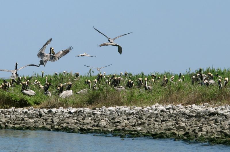 Pelicans are nesting at Queen Bess Island in Barataria Bay. Five years ago, the nesting season here was marred by the oil gushing out of the Deepwater Horizon disaster. Pelicans are nesting at Queen Bess Island in Barataria Bay. Five years ago, the nesting season here was marred by the oil gushing out of the Deepwater Horizon disaster.