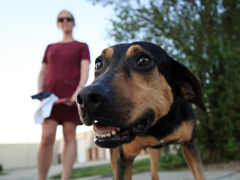 A dog named Honeysuckle is prepared for a foster home at the Animal Rescue of New Orleans on March 24, 2020. As people begin to return to the office, it may be a difficult transition for dogs and their owners. A dog named Honeysuckle is prepared for a foster home at the Animal Rescue of New Orleans on March 24, 2020. As people begin to return to the office, it may be a difficult transition for dogs and their owners.