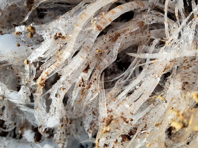 Needle ice is caused by water squeezed up out of the frozen ground. Needle ice is caused by water squeezed up out of the frozen ground.