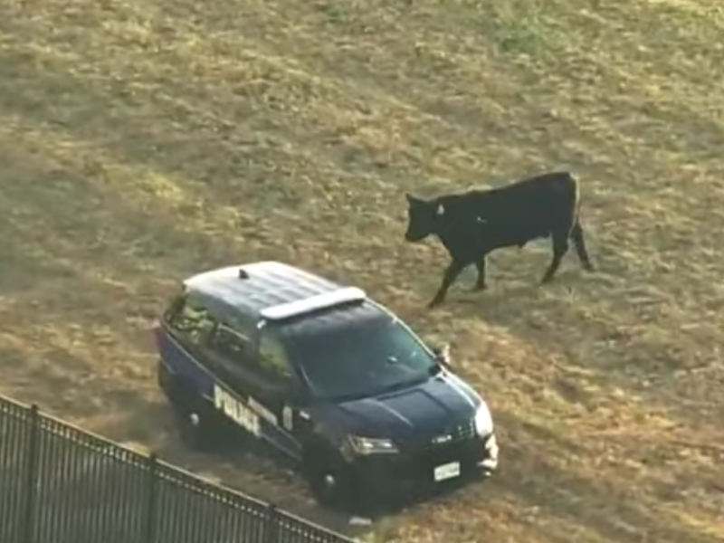A 1,600-pound bull ventured on a short-lived quest for freedom Wednesday in West Baltimore, spending about three hours on the loose before finally succumbing to tranquilizers and being put back into the trailer whence he came. A 1,600-pound bull ventured on a short-lived quest for freedom Wednesday in West Baltimore, spending about three hours on the loose before finally succumbing to tranquilizers and being put back into the trailer whence he came.