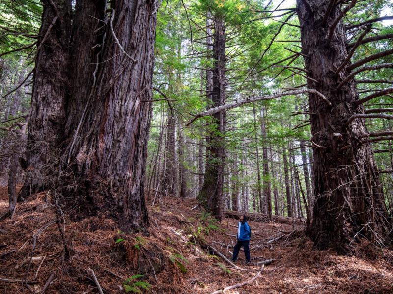 Save the Redwoods League has donated more than 500 acres of redwood forestland to the InterTribal Sinkyone Wilderness Council, a coalition of Native tribes that have been connected to the land for thousands of years. Save the Redwoods League has donated more than 500 acres of redwood forestland to the InterTribal Sinkyone Wilderness Council, a coalition of Native tribes that have been connected to the land for thousands of years.