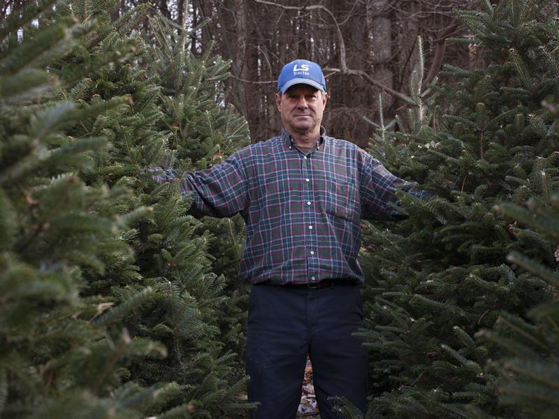 Joey Clawson at one of his Christmas tree stands on the first day of harvest. He grows about 95,000 firs on his operation. Joey Clawson at one of his Christmas tree stands on the first day of harvest. He grows about 95,000 firs on his operation.