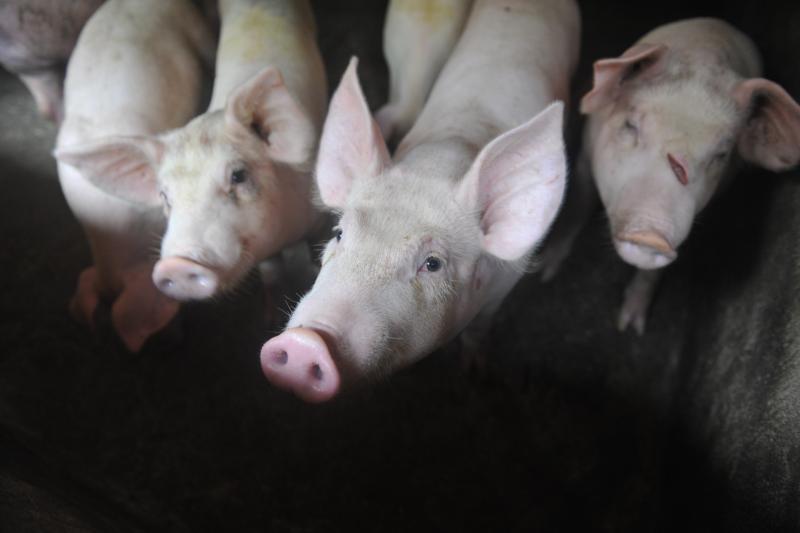 Pigs in a pen in a village in Linquan County, China. Pigs in a pen in a village in Linquan County, China.