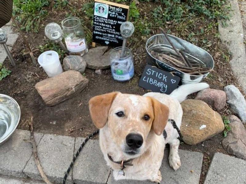 Clifford and his owner, Amanda Rong, are frequent "patrons" of StarPups Cafe in Toronto. Clifford and his owner, Amanda Rong, are frequent "patrons" of StarPups Cafe in Toronto.