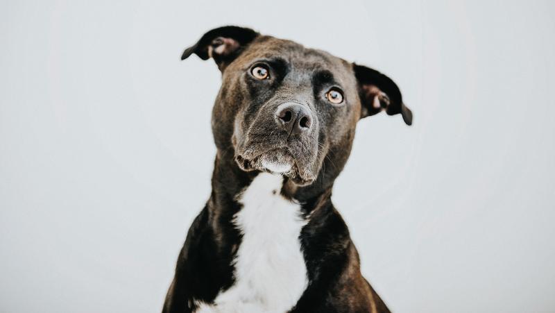 For owners of rescue dogs of mixed breed heritage, it can be tempting to buy a DNA kit to get intel on your pup's ancestry. For owners of rescue dogs of mixed breed heritage, it can be tempting to buy a DNA kit to get intel on your pup's ancestry.