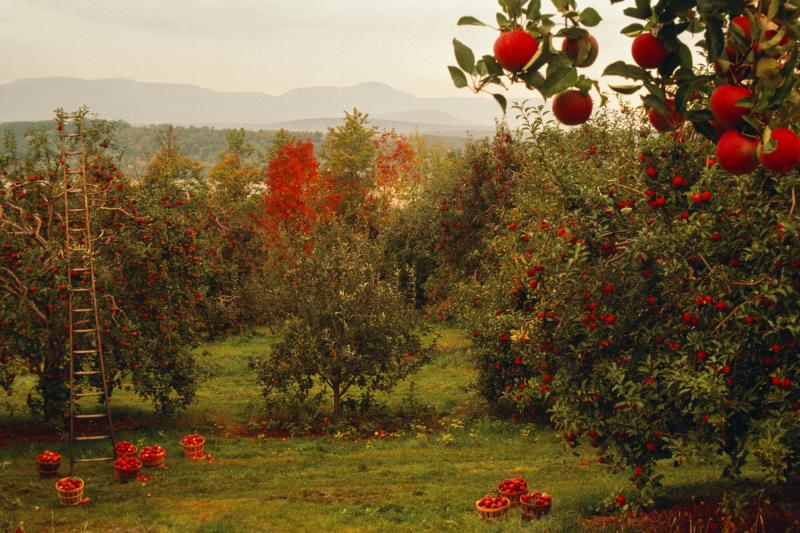 New technologies and a changing climate are altering the way apples are grown in places like New York's Hudson Valley and across the country. New technologies and a changing climate are altering the way apples are grown in places like New York's Hudson Valley and across the country.
