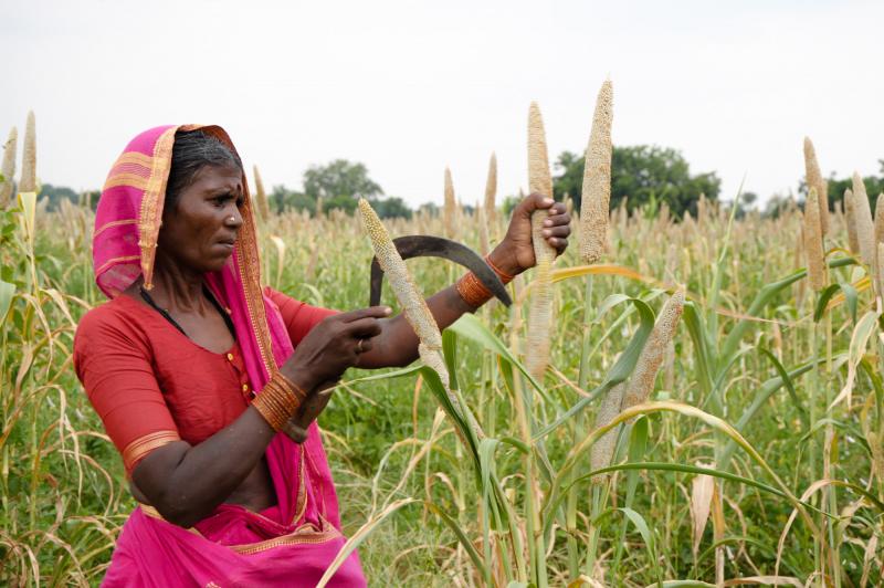 A woman farmers harvests pearl millet in Andhra Pradesh, India. Millets were once a steady part of Indians' diets until the Green Revolution, which encouraged farmers to grow wheat and rice. Now, the grains are slowly making a comeback. A woman farmers harvests pearl millet in Andhra Pradesh, India. Millets were once a steady part of Indians' diets until the Green Revolution, which encouraged farmers to grow wheat and rice. Now, the grains are slowly making a comeback.