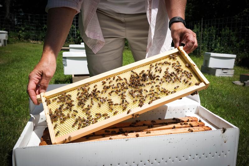 Maryann Frazier, a researcher at Penn State's Center for Pollinator Research, checks on one of her experimental honeybee hives. Frazier is testing the effects of pesticides on honeybee colonies. Maryann Frazier, a researcher at Penn State's Center for Pollinator Research, checks on one of her experimental honeybee hives. Frazier is testing the effects of pesticides on honeybee colonies.