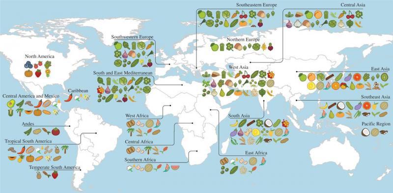 Primary regions of diversity of major agricultural crops worldwide. Primary regions of diversity of major agricultural crops worldwide.