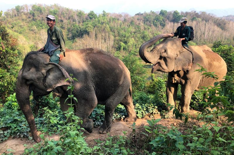Handlers, known as mahouts, ride elephants along a mountain ridge at the Elephant Conservation Center in Xayaboury, Laos. The center has 29 elephants, most of which spent long careers hauling logs in Laos' logging industry. Handlers, known as mahouts, ride elephants along a mountain ridge at the Elephant Conservation Center in Xayaboury, Laos. The center has 29 elephants, most of which spent long careers hauling logs in Laos' logging industry.