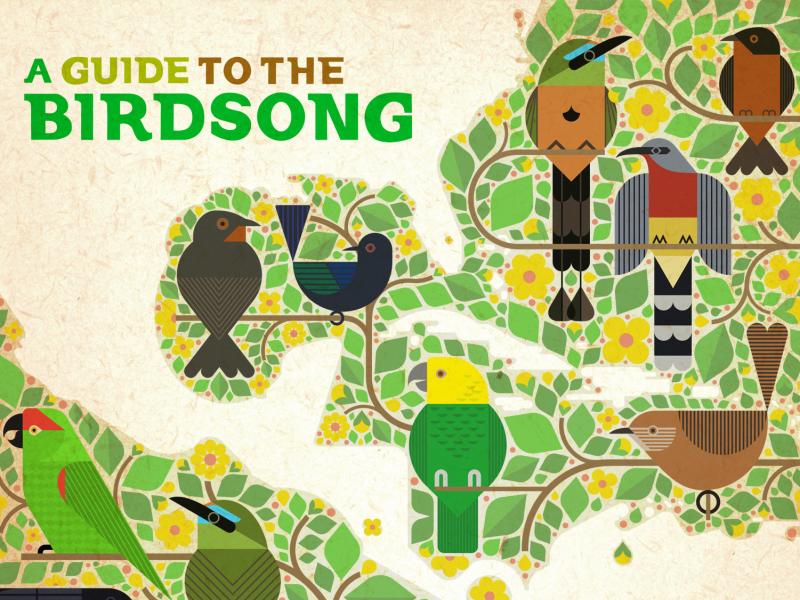 Ten artists from Mexico, Central America and the Caribbean recorded tracks using birdsong from their country, with all profits of the vinyl and digital release going to bird conservation projects. Ten artists from Mexico, Central America and the Caribbean recorded tracks using birdsong from their country, with all profits of the vinyl and digital release going to bird conservation projects.