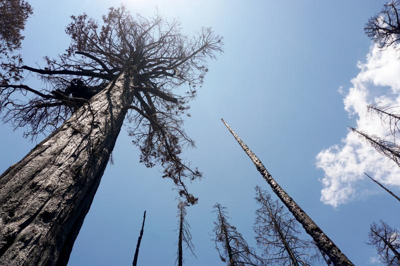 The 2020 Castle Fire burned the Alder Creek sequoia grove with extreme intensity, killing many of the 1,000-year-old trees there. Without any green foliage, the trees can't survive or resprout. The 2020 Castle Fire burned the Alder Creek sequoia grove with extreme intensity, killing many of the 1,000-year-old trees there. Without any green foliage, the trees can't survive or resprout.