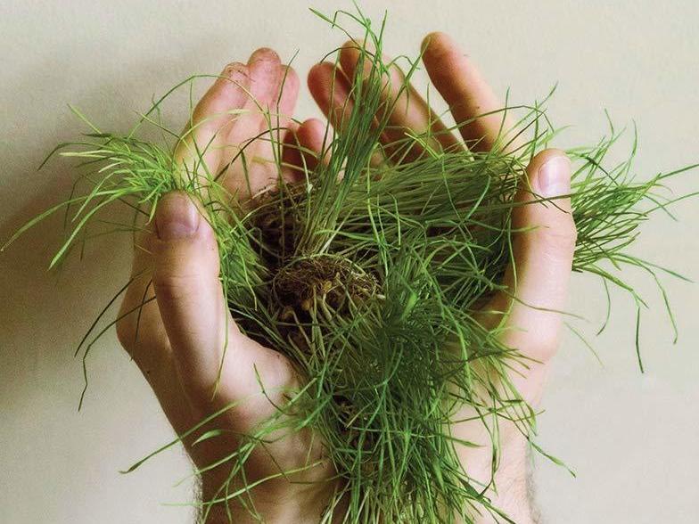 What Is the Grass: Walt Whitman in My Life, Mark Doty What Is the Grass: Walt Whitman in My Life, Mark Doty