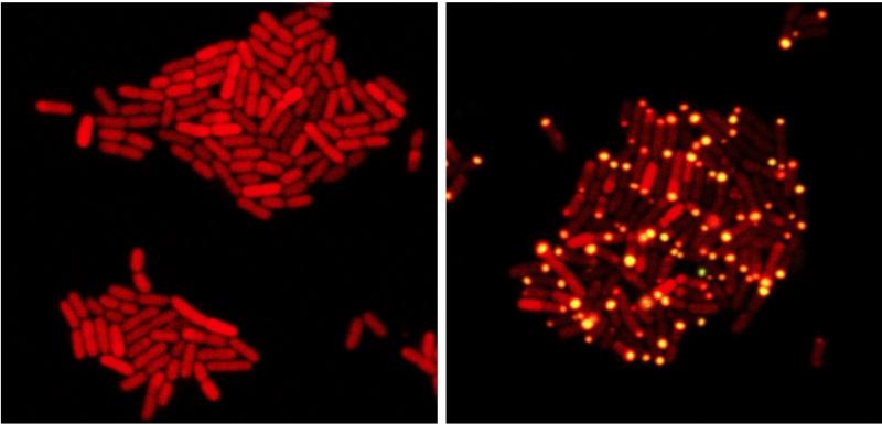 In these images, E. coli bacteria harbor proteins from a bacteria-killing virus that can eavesdrop on bacterial communication. At left, one protein from the virus has been tagged with a red marker. At right, the virus has overheard bacterial communication In these images, E. coli bacteria harbor proteins from a bacteria-killing virus that can eavesdrop on bacterial communication. At left, one protein from the virus has been tagged with a red marker. At right, the virus has overheard bacterial communication
