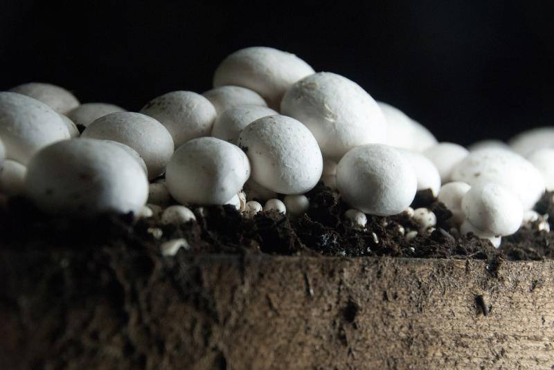 Mushrooms from a farm in Chester County, Pa., dubbed the "Mushroom Capital of America." Mushrooms from a farm in Chester County, Pa., dubbed the "Mushroom Capital of America."