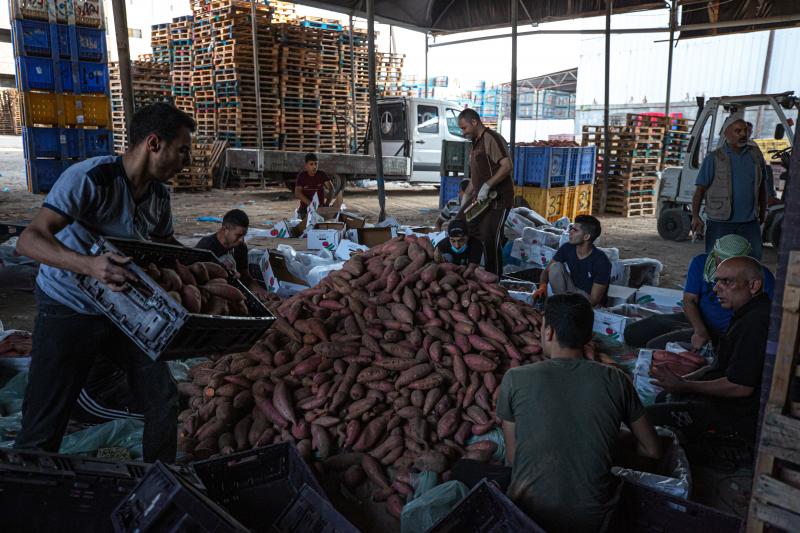 Palestinian workers clean dirt off sweet potatoes to prepare them for export to the West Bank. Palestinian workers clean dirt off sweet potatoes to prepare them for export to the West Bank.