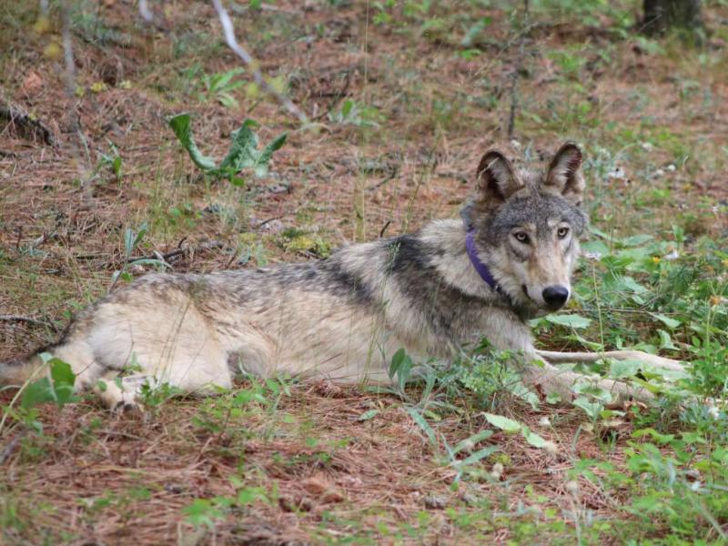 The Oregon-born wolf known as OR93 near Yosemite, Calif. in February 2021. The wolf thrilled biologists as it journeyed far south into California, but was found dead after apparently being struck by a vehicle. The Oregon-born wolf known as OR93 near Yosemite, Calif. in February 2021. The wolf thrilled biologists as it journeyed far south into California, but was found dead after apparently being struck by a vehicle.