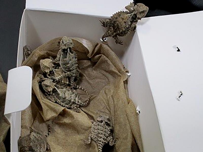 This undated photo provided by the U.S. Customs and Border Protection shows horned lizards found during a smuggling attempt last month at the San Diego border. This undated photo provided by the U.S. Customs and Border Protection shows horned lizards found during a smuggling attempt last month at the San Diego border.
