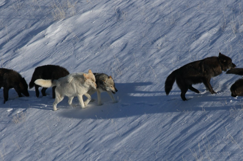 A pack of wolves in Yellowstone National Park are spotted from a wildlife tracking plane A pack of wolves in Yellowstone National Park are spotted from a wildlife tracking plane