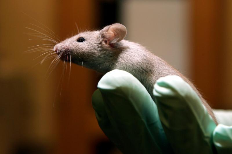 The memory of aging mice improved when they received a substance found in the spinal fluid of young animals. The memory of aging mice improved when they received a substance found in the spinal fluid of young animals.