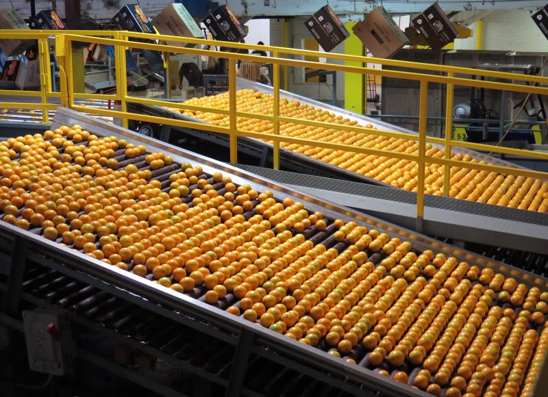 Hamlin oranges are washed, graded and packed for shipment at the Dundee Citrus Growers Association packing house in Lake Hamilton, Florida. Hamlin oranges are washed, graded and packed for shipment at the Dundee Citrus Growers Association packing house in Lake Hamilton, Florida.