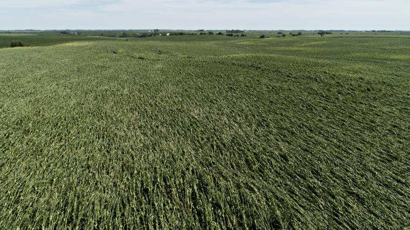 Corn plants are pushed over in a damaged field in Tama, Iowa. Iowa Gov. Kim Reynolds said that early estimates indicate that 10 million acres, or nearly a third of the state's cropland, was damaged in a powerful storm. Corn plants are pushed over in a damaged field in Tama, Iowa. Iowa Gov. Kim Reynolds said that early estimates indicate that 10 million acres, or nearly a third of the state's cropland, was damaged in a powerful storm.